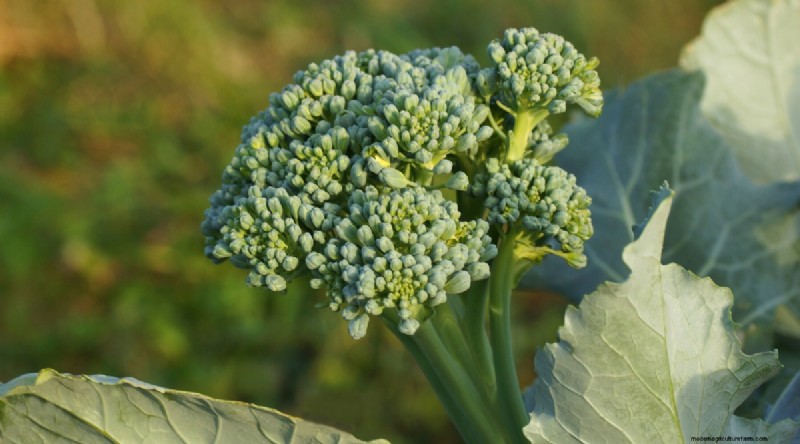 Plant 14 Brassica Varieties from Seed in February for a Thriving Season