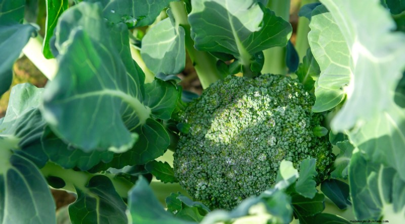 Plant 14 Brassica Varieties from Seed in February for a Thriving Season