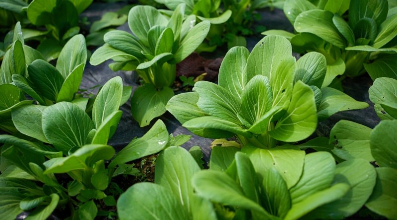 Plant 14 Brassica Varieties from Seed in February for a Thriving Season