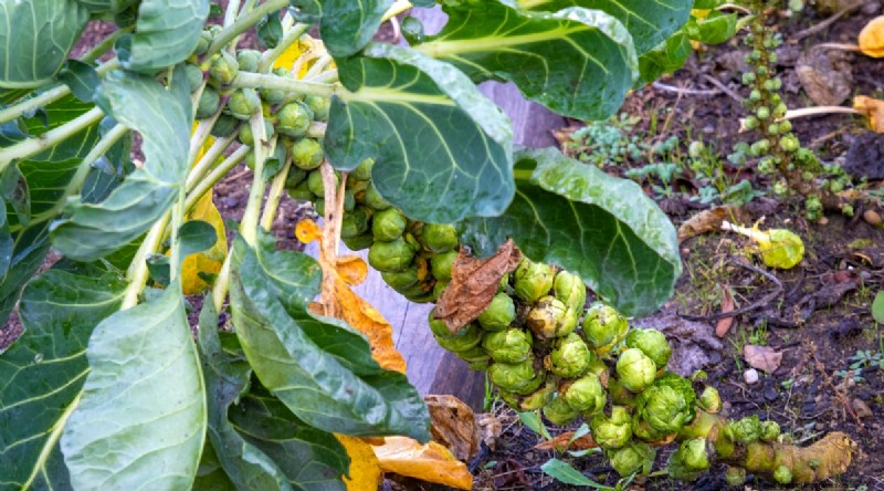 Plant 14 Brassica Varieties from Seed in February for a Thriving Season