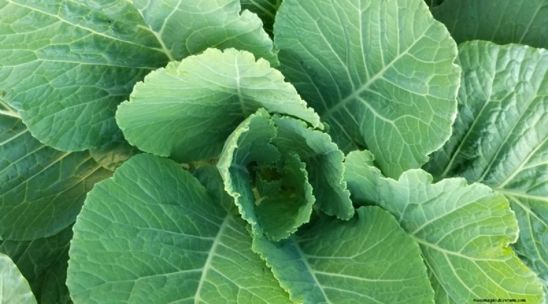 Plant 14 Brassica Varieties from Seed in February for a Thriving Season