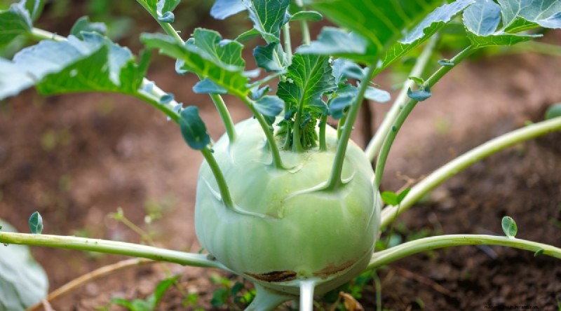 Plant 14 Brassica Varieties from Seed in February for a Thriving Season
