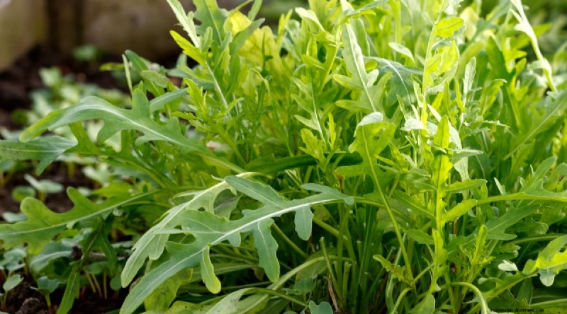Plant 14 Brassica Varieties from Seed in February for a Thriving Season