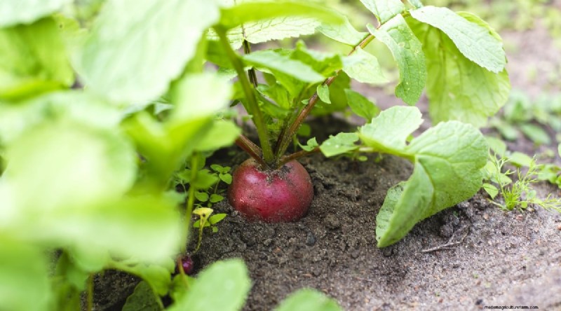 Plant 14 Brassica Varieties from Seed in February for a Thriving Season