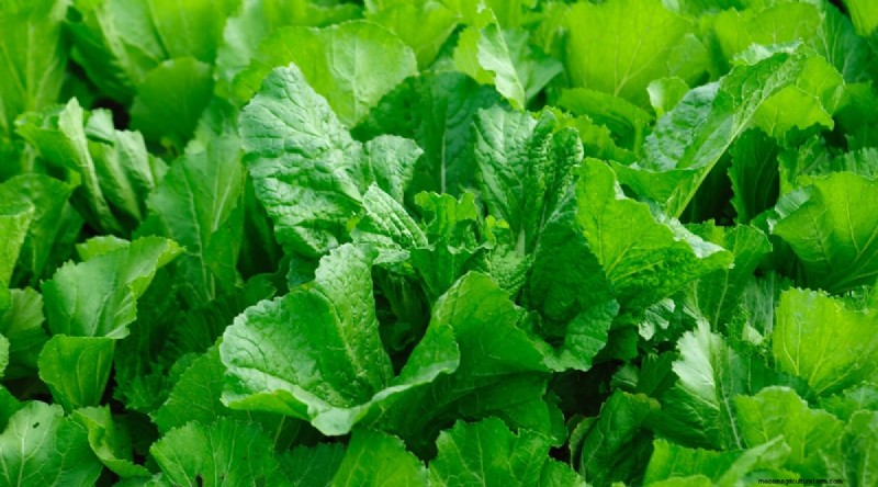 Plant 14 Brassica Varieties from Seed in February for a Thriving Season