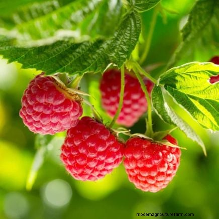 21 Expert‑Chosen Raspberry Varieties for Home Gardens