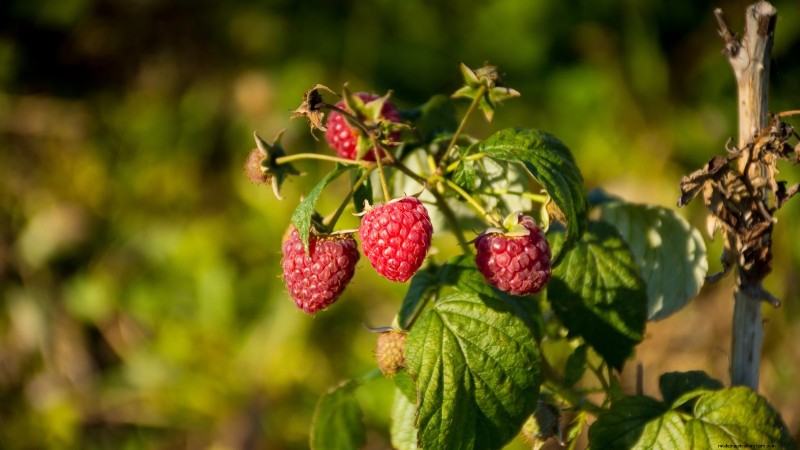 21 Expert‑Chosen Raspberry Varieties for Home Gardens