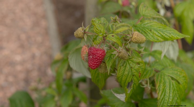 21 Expert‑Chosen Raspberry Varieties for Home Gardens