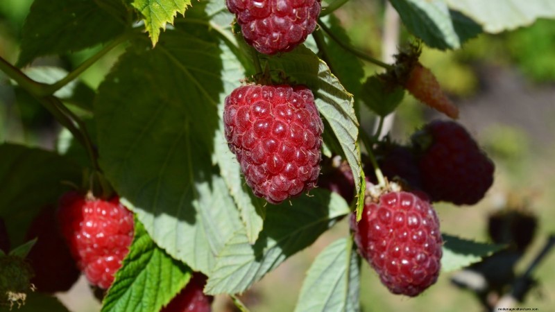 21 Expert‑Chosen Raspberry Varieties for Home Gardens