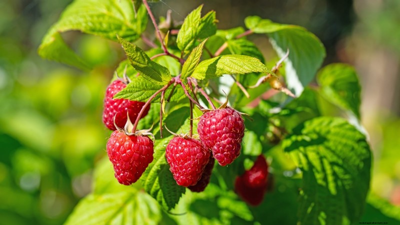 21 Expert‑Chosen Raspberry Varieties for Home Gardens