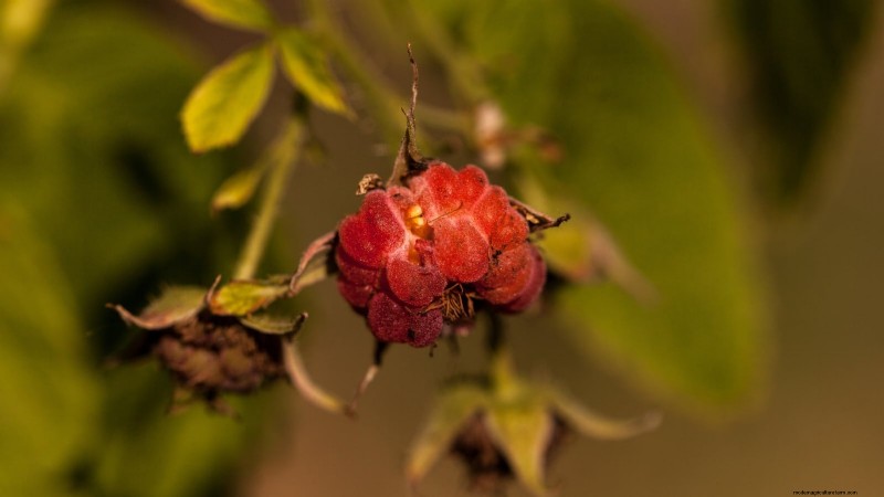 21 Expert‑Chosen Raspberry Varieties for Home Gardens