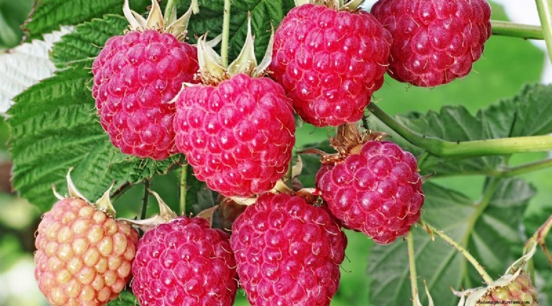 21 Expert‑Chosen Raspberry Varieties for Home Gardens
