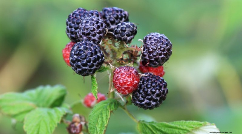 21 Expert‑Chosen Raspberry Varieties for Home Gardens