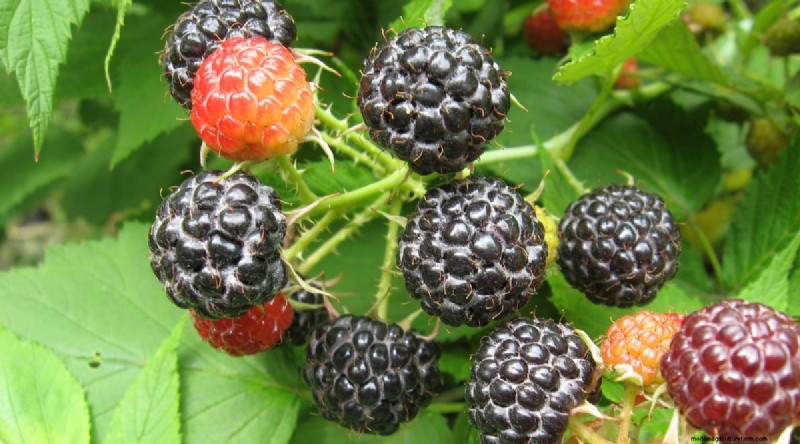 21 Expert‑Chosen Raspberry Varieties for Home Gardens