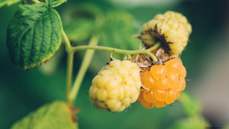 21 Expert‑Chosen Raspberry Varieties for Home Gardens