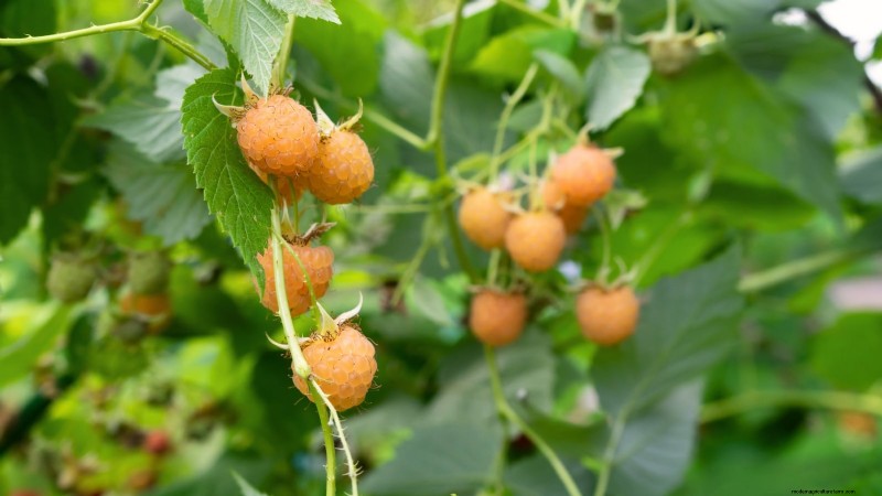 21 Expert‑Chosen Raspberry Varieties for Home Gardens