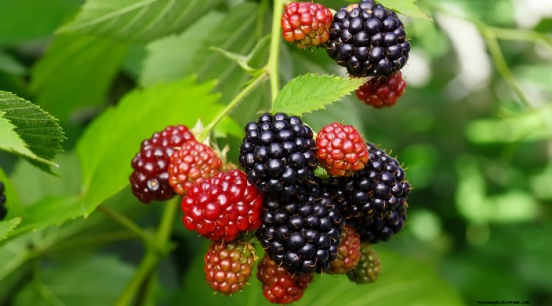 21 Expert‑Chosen Raspberry Varieties for Home Gardens