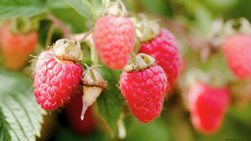 21 Expert‑Chosen Raspberry Varieties for Home Gardens