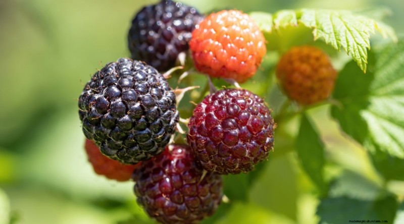 21 Expert‑Chosen Raspberry Varieties for Home Gardens