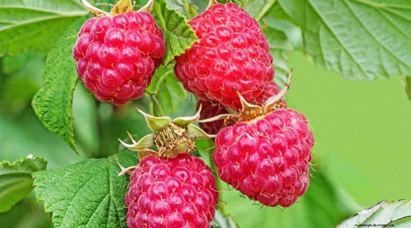 21 Expert‑Chosen Raspberry Varieties for Home Gardens
