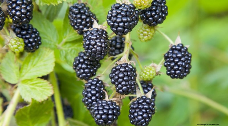 21 Expert‑Chosen Raspberry Varieties for Home Gardens