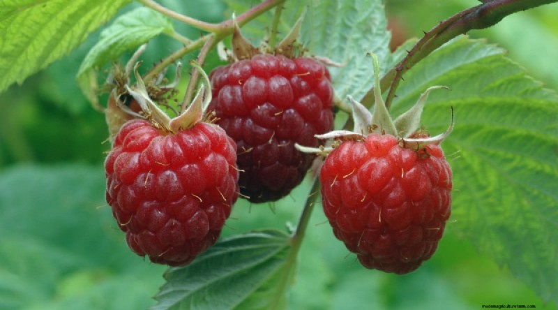 21 Expert‑Chosen Raspberry Varieties for Home Gardens