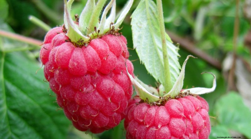 21 Expert‑Chosen Raspberry Varieties for Home Gardens
