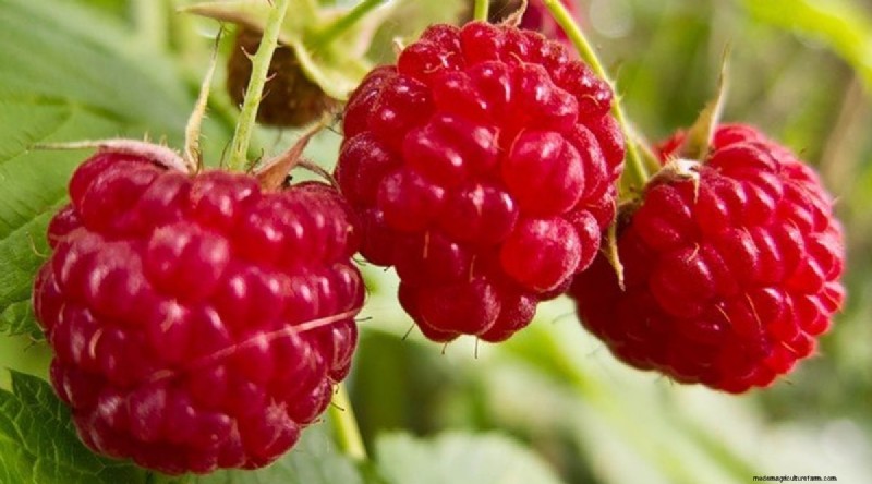 21 Expert‑Chosen Raspberry Varieties for Home Gardens