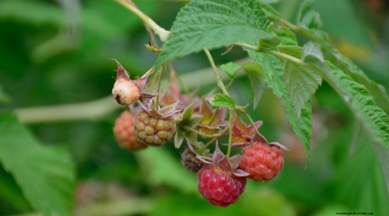 21 Expert‑Chosen Raspberry Varieties for Home Gardens