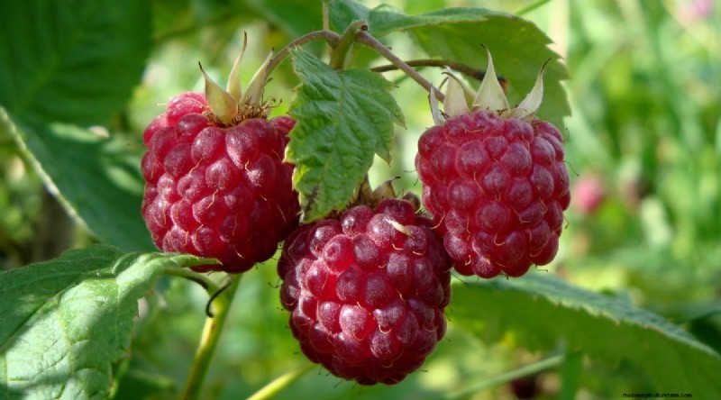 21 Expert‑Chosen Raspberry Varieties for Home Gardens
