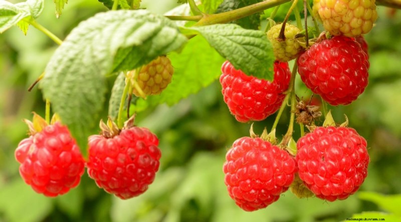 21 Expert‑Chosen Raspberry Varieties for Home Gardens