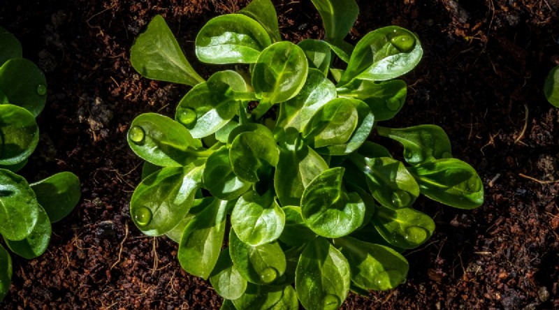 February Indoor Seeding: 15 Must‑Start Vegetables