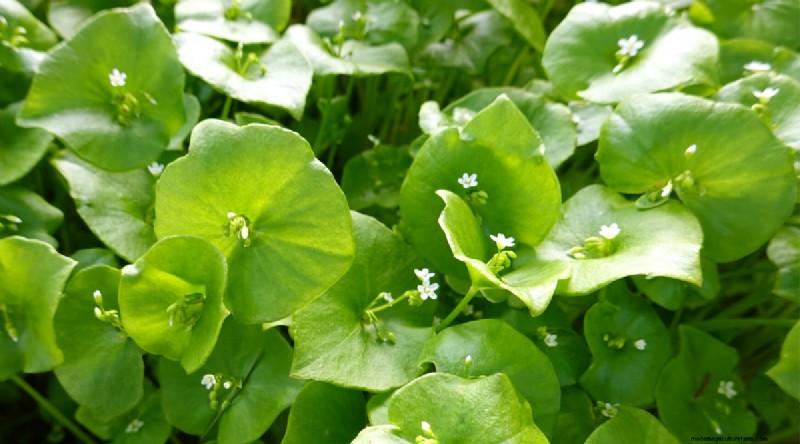February Indoor Seeding: 15 Must‑Start Vegetables
