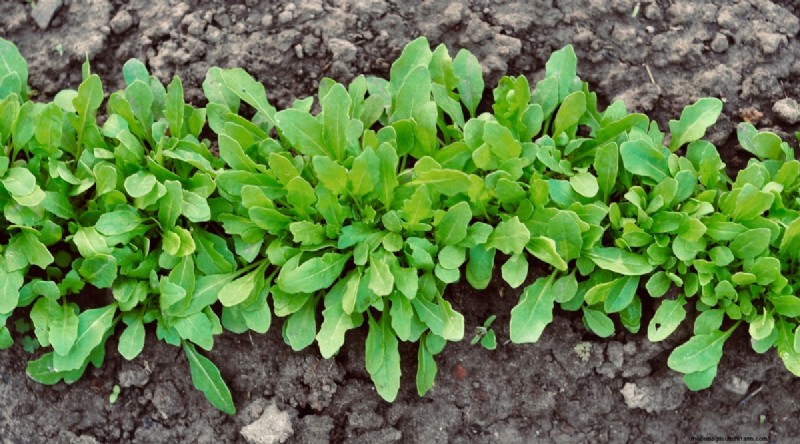 February Indoor Seeding: 15 Must‑Start Vegetables