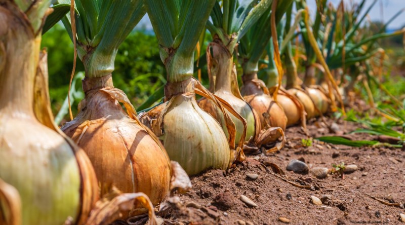 February Indoor Seeding: 15 Must‑Start Vegetables