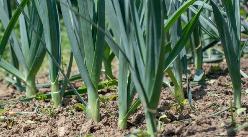 February Indoor Seeding: 15 Must‑Start Vegetables