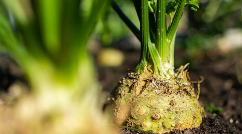 February Indoor Seeding: 15 Must‑Start Vegetables