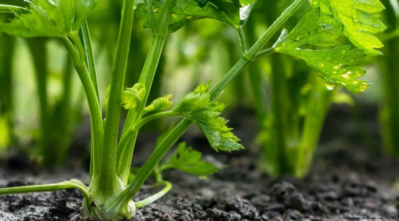 February Indoor Seeding: 15 Must‑Start Vegetables