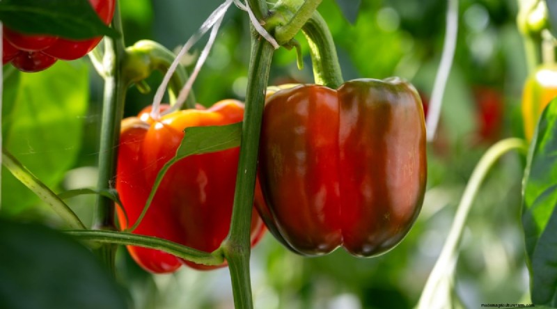 February Indoor Seeding: 15 Must‑Start Vegetables
