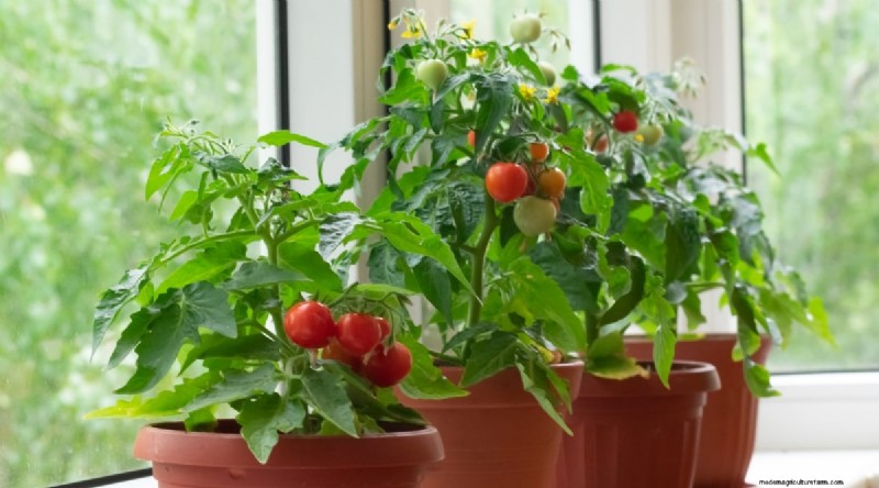 February Indoor Seeding: 15 Must‑Start Vegetables
