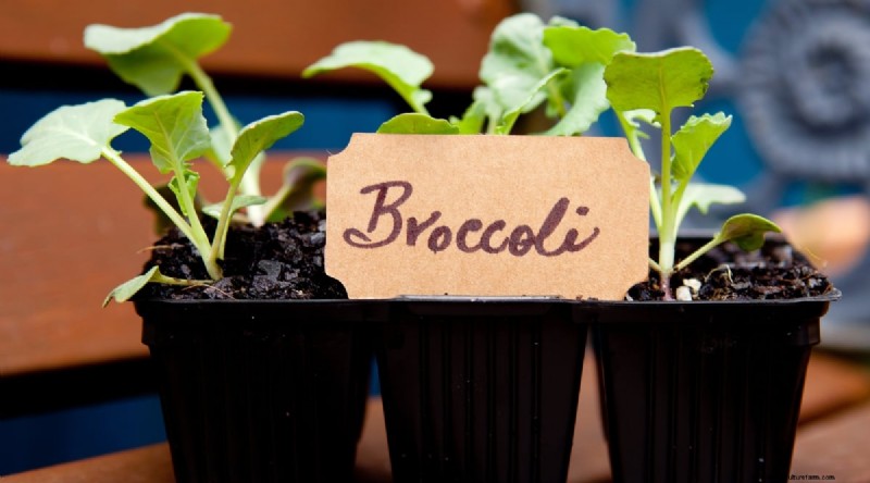 February Indoor Seeding: 15 Must‑Start Vegetables
