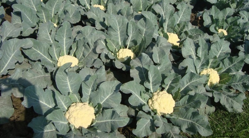 February Indoor Seeding: 15 Must‑Start Vegetables