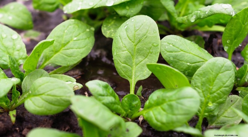 February Indoor Seeding: 15 Must‑Start Vegetables