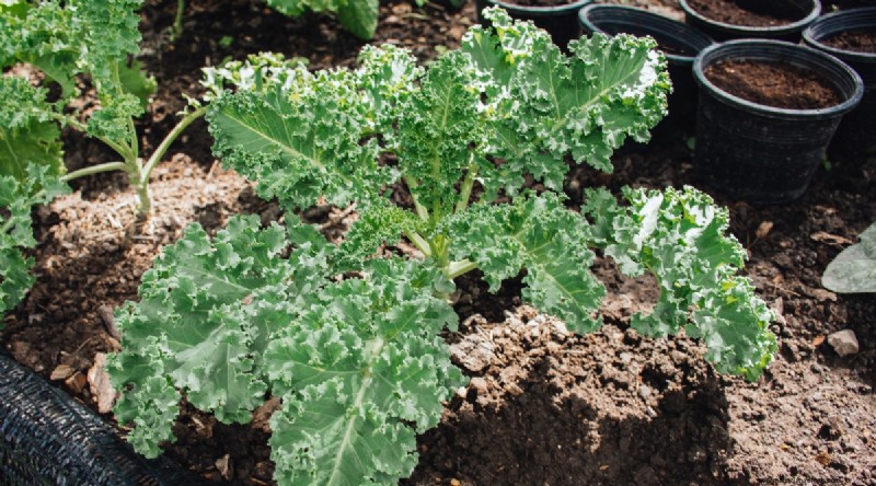February Indoor Seeding: 15 Must‑Start Vegetables