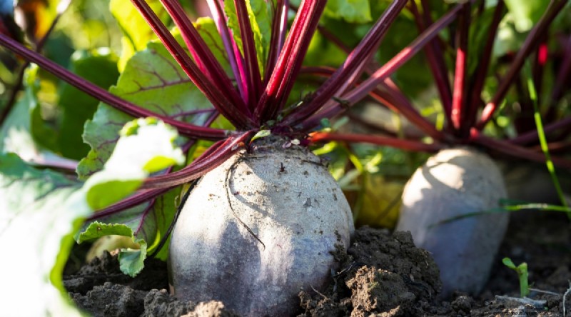 February Indoor Seeding: 15 Must‑Start Vegetables