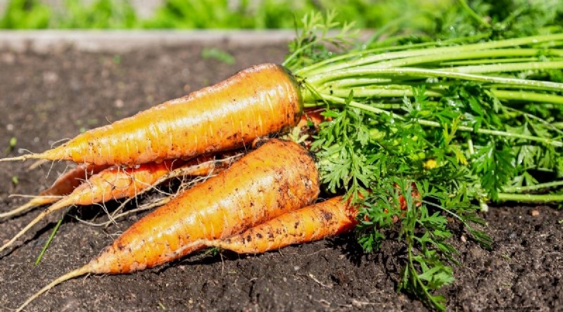 15 Fall‑Season Vegetables That Sweeten After Frost