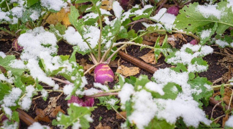 15 Fall‑Season Vegetables That Sweeten After Frost