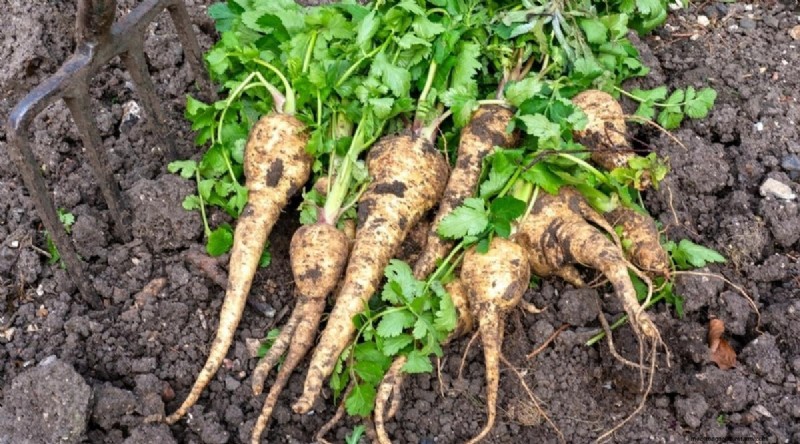 15 Fall‑Season Vegetables That Sweeten After Frost