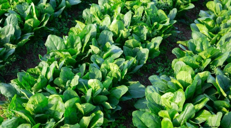 15 Fall‑Season Vegetables That Sweeten After Frost