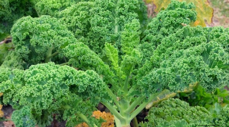 15 Fall‑Season Vegetables That Sweeten After Frost
